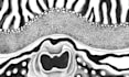 create a hand drawn pointillism illustration