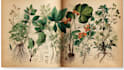 design best botanical illustration
