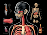 create high quality medical and anatomical illustrations