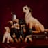 create a baroque or  renaissance style digital pet portrait