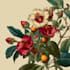 do a botanical illustration