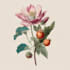 draw botanical illustration flower, plant