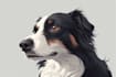draw a cute pet portrait from your photo