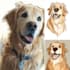 draw pet portrait into cartoon disney