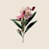 drawn botanical illustration, flower, plant