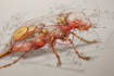 do medical, human anatomy and scientific illustrations