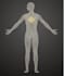 create a personalized nervous system regulation plan