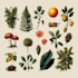 draw custom vector botanical flowers and plants