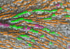 build skin and hair analysis system based on image processing and ai