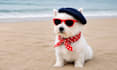 create unique and engaging dog focused ugc content