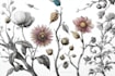 draw one line art illustration botanical