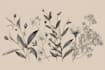 do best botanical line art illustration