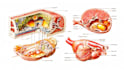 draw exercise, medical and anatomy illustrations