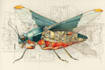 do medical and scientific illustrations