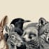 draw all kinds of animals