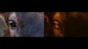 do professional vfx compositing, green screen, and cgi integration