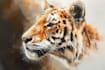paint animals watercolor or digital illustration