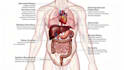 do medical and scientific illustrations