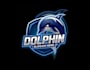 create a modern dolphin logo t shirt design