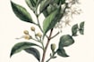 draw custom botanical illustrations