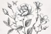 do best botanical line art illustration