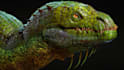 sculpt 3d animal model, creature model, 3d monster with rigging and animation
