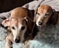 be your expert dog ugc creator for high converting video ads