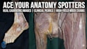 teach you anatomy spotters using real cadaveric images