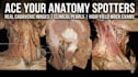 teach you anatomy spotters using real cadaveric images