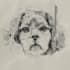 draw detailed pencil sketch illustration