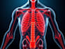 create medical illustration and diagram
