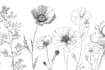 do best botanical line art illustration