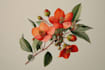 design best botanical illustration