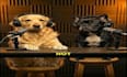 animate your dog with ai voice and lip sync using veo3