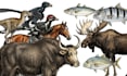 create realistic animal illustrations for encyclopedia book