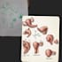 create detailed surgical and anatomical medical illustrations