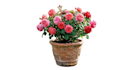 do fast background removal and cutout