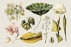 illustrate best botanical illustration