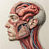 create medical educational scientific arts