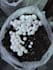 provide mushroom cultivation consultation