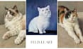 hand paint a custom oil portrait of your pet with free shipping