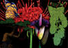 illustrate botanical and nature subjects