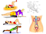 do winner professional medical and exercise illustrations
