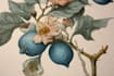 illustrate best botanical illustration