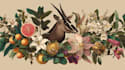 draw animal and botanical illustrations