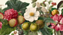 illustrate best botanical illustration