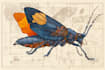 do medical and scientific illustrations