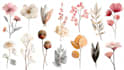 illustrate best botanical illustration