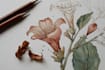illustrate best botanical illustration