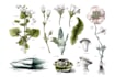 illustrate best botanical illustration